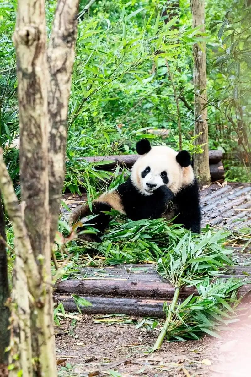 Chengdu image